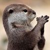 otterbyte
